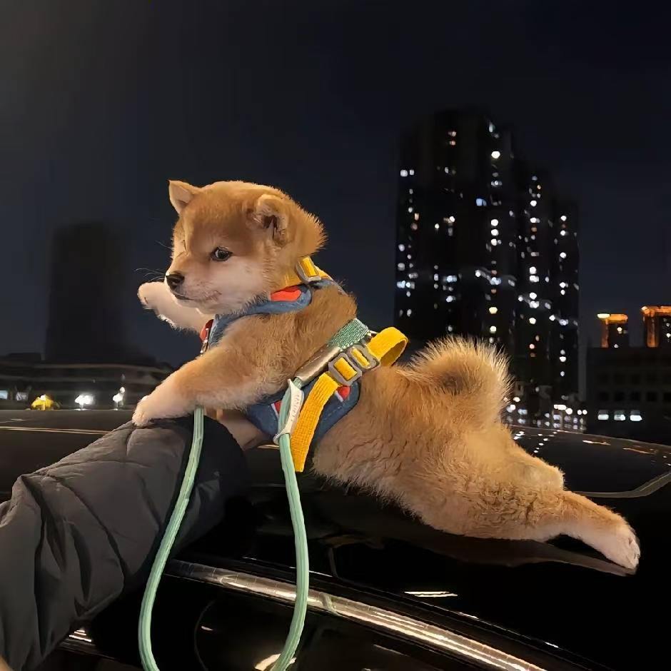 头像